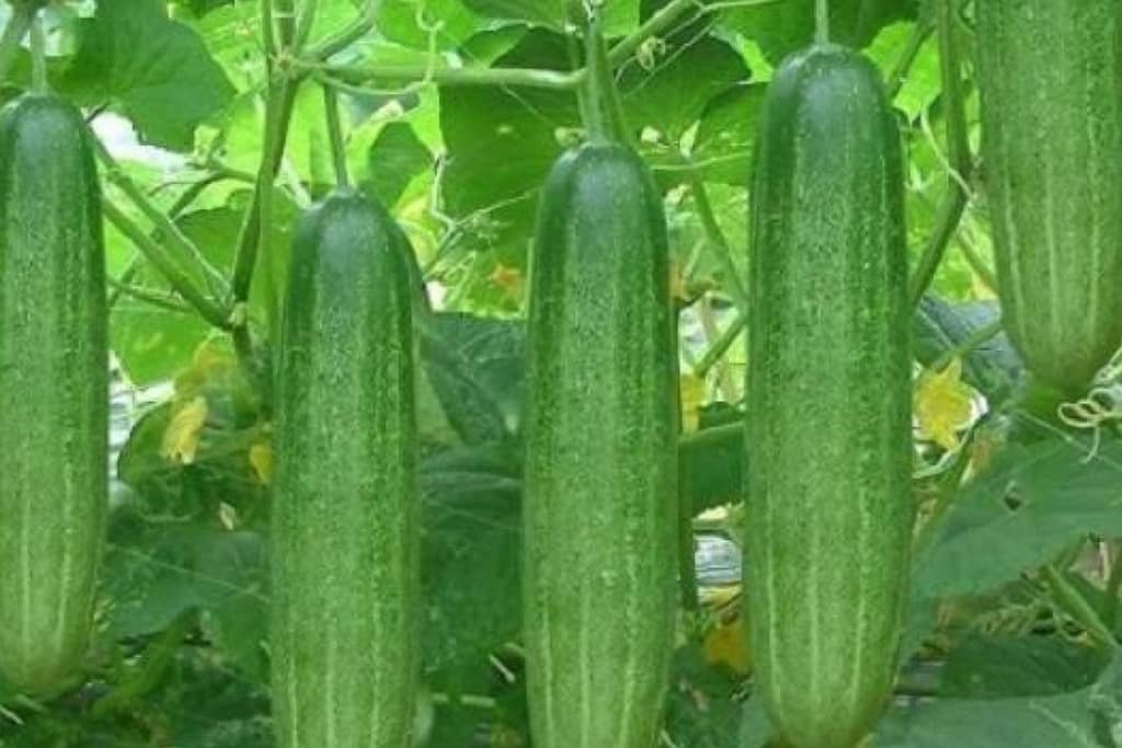 5-cach-lam-dep-tai-nha-don-gian 5 cách làm đẹp tại nhà an toàn hiệu quả