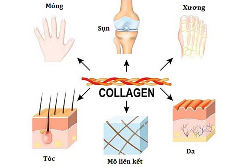 collagen-va-nhung-luu-y-khi-su-dung Collagen rất quan trọng trong sự phát triển của cơ thể. Collagen cũng là yếu tố quyết định đến sự đàn hồi cảu làn da, săn chắc của móng tay, móng chân, tóc chắc khỏe và một làn da tươi tre. Tuy nhiên lạm dụng collagen cũng không phải là tốt, ngược lại còn gây nhiều tác dụng phụ không mong muốn. Bài viết collagen và những lưu ý khi sử dụng sẽ giúp bạn phần nào hiểu rõ hơn về cách sử dụng collagen