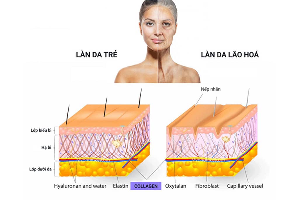 collagen-va-nhung-luu-y-khi-su-dung Collagen là sản phẩm được nhắc đến khi nói về làm đẹp. vậy các bạn đã biết được công dụng thực sự của collagen hay chưa? có thực sự thần thánh như vậy? công dụng của collagen được biết đến ltrong quá trình lão hóa của cơ thể.