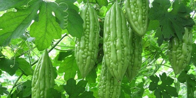 nau canh kho qua mon an vua ngon mieng lai bo duong 1 Phân phối thực phẩm chăm sóc sức khỏe và làm đẹp. Viên uống trắng da, viên uống chống nắng, collagen và các sản phẩm khác. Sản phẩm nhập khẩu và sản xuất trong nước. Canh khổ qua là món ăn truyền thống được yêu thích ở Việt Nam. Canh có hương vị độc đáo từ mùi khổ qua đắng nhẹ kết hợp với các loại thịt và rau củ tươi ngon. Tuy nhiên, nhiều người không thích món canh này vì hương vị đắng của khổ qua. Để giải quyết vấn đề này, có thể sử dụng một số mẹo để làm canh khổ qua không đắng như thêm tôm khô, sườn non hoặc bảo quản khổ qua trong nước muối. Hãy thử nấu canh khổ qua không đắng tại nhà để tận hưởng hương vị thơm ngon của món canh này.
